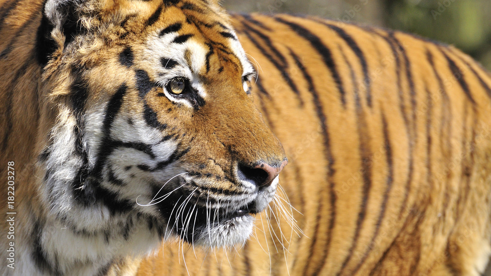 Fototapeta premium beautiful bengal tiger