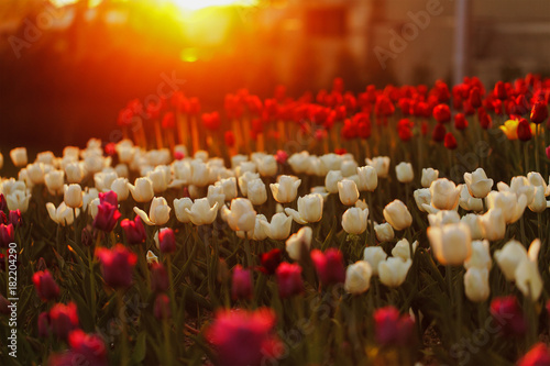 Holland Tulips with sunset