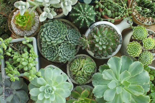 Foto Various of Houseplant Flowering Succulent plant pots background top view