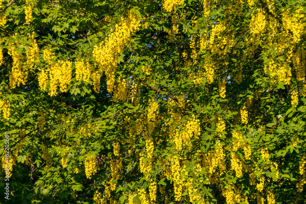 Naklejka premium yellow flower curtain
