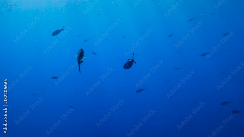 School of Red sea fusilier in deep blue water, Red sea, Egypt. Full HD underwater footage. School of Red sea fusilier in deep blue water, Red sea, Egypt. Full HD underwater footage.