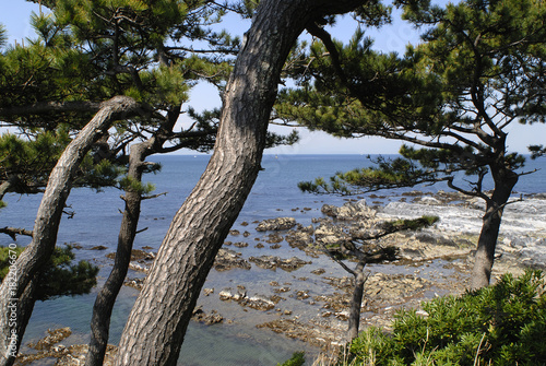 クロマツと海