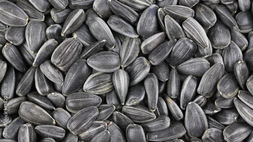 Sunflower seeds seeds close up. Loop rotation. Front of the camera rotates plate with sunflower seeds Sunflower seeds seeds close up. Loop rotation. Front of the camera rotates plate with sunflower seeds