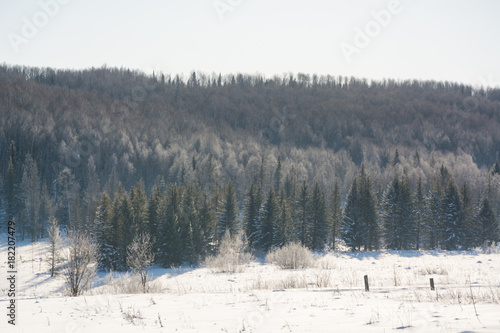 Taiga wood in the winter. Winter taiga. The Siberian wood in the winter © Sergey_Siberia88