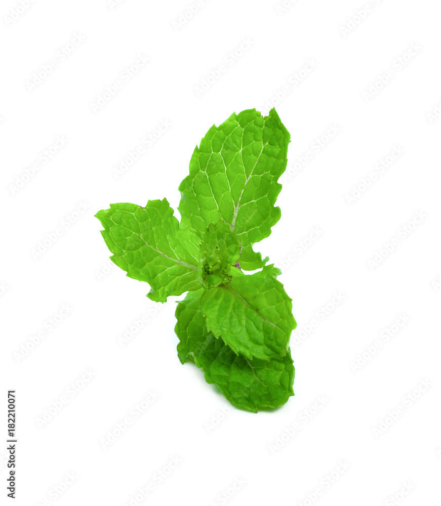 mint leaves isolated on white background mint leaves isolated on white background