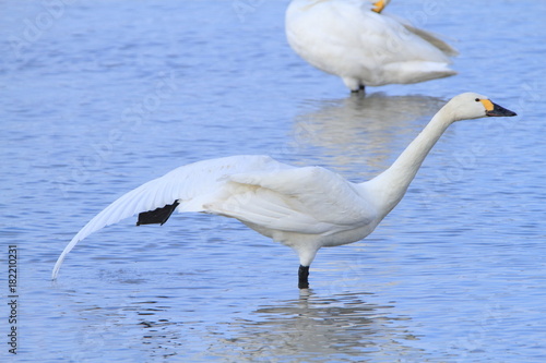                               Swans stretch
