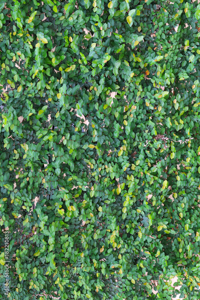 Fototapeta premium Green leaf wall background.