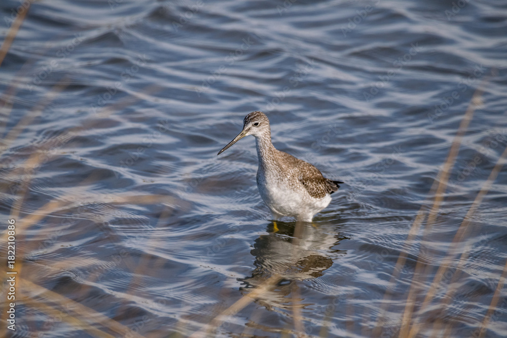 greater yellowleg shore bird hunting in the bay greater yellowleg shore bird hunting in the bay