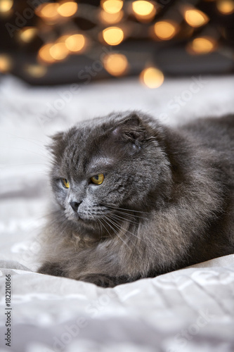 British Longhair gatto