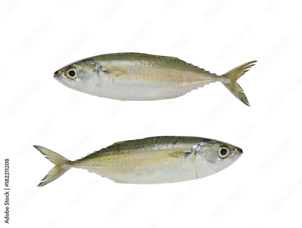 Raw Mackerel or Rastrelliger brachysoma fish isolated on white background. Raw Mackerel or Rastrelliger brachysoma fish isolated on white background.