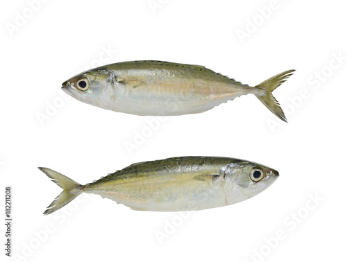 Raw Mackerel or Rastrelliger brachysoma fish isolated on white background.