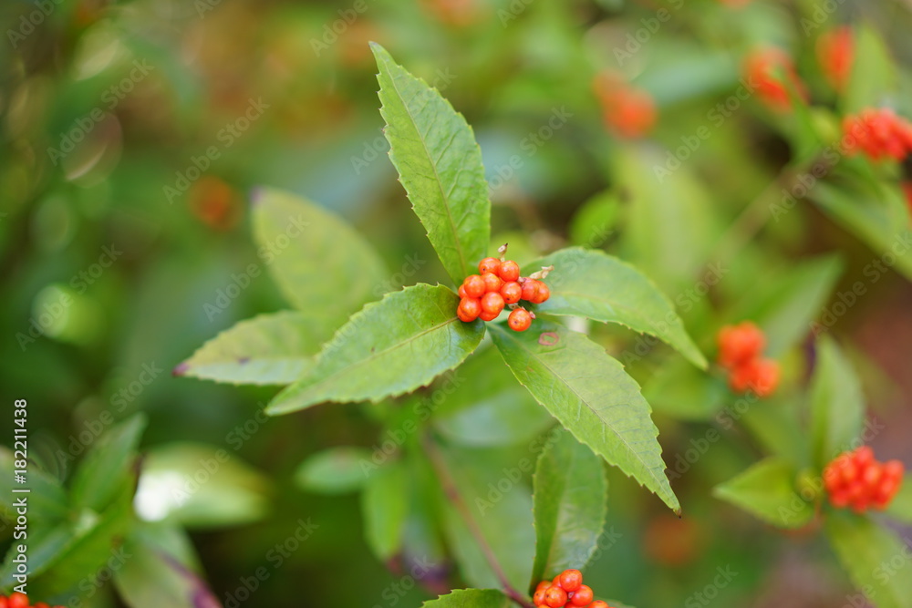 秋の植物 秋の植物