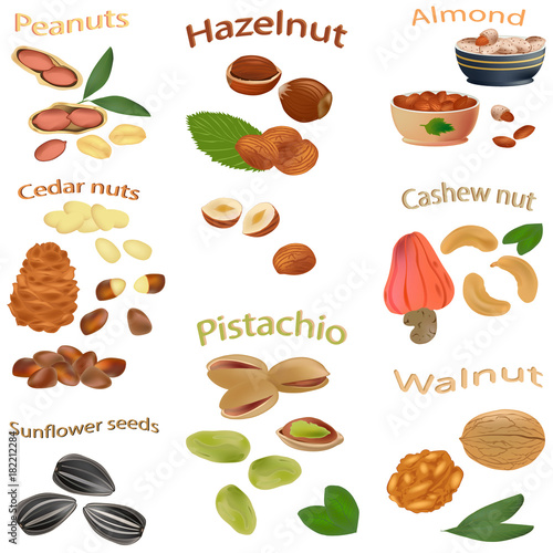Set of nuts. Peanuts, cashews, hazelnuts, walnuts, sunflower seeds, almonds, pistachios, cedar nuts. The different nuts isolated on white background. Vector illustration.