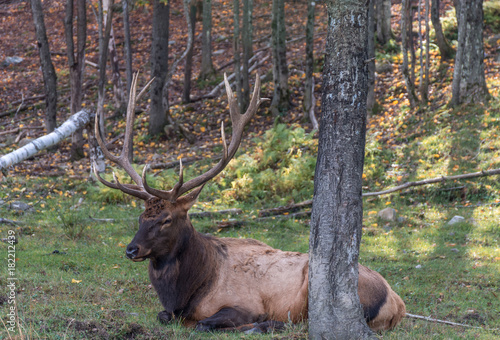 Elk Lying in the Grass © Fitawoman