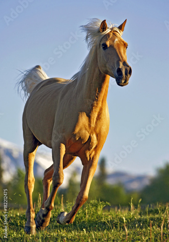 Palomino Mare galloping in meadow  close up  blue sky background