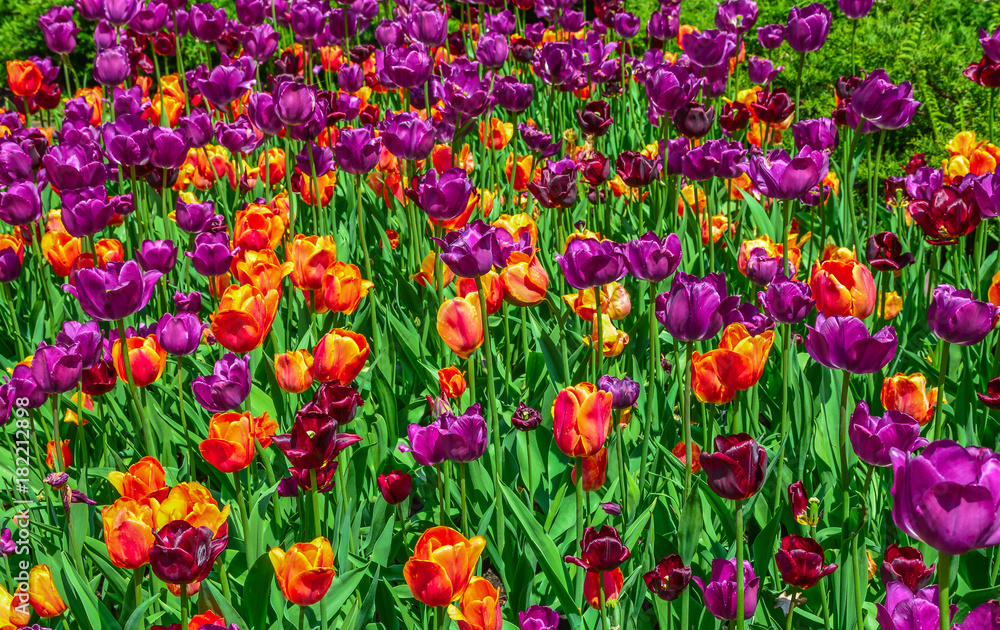 Tulips