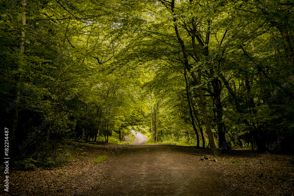 Obraz premium Epping Forest