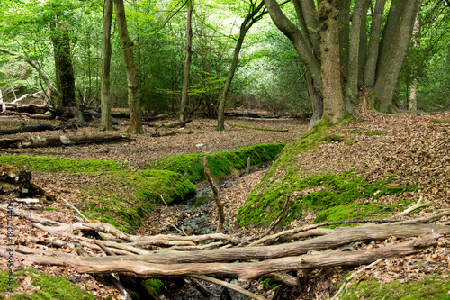 Epping Forest