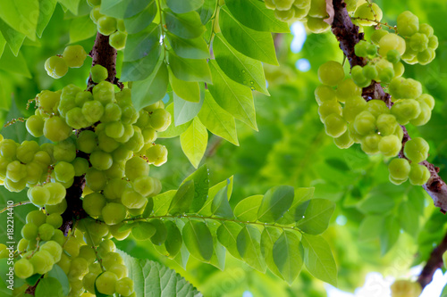 star gooseberry or Phyllanthus acidus on tree. photo