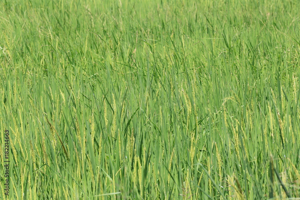 Green rice plant in the agricultural areas in the Thailand. Green rice plant in the agricultural areas in the Thailand.
