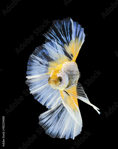 Betta fish, siamese fighting fish, betta splendens (Halfmoon betta.)isolated on black background.