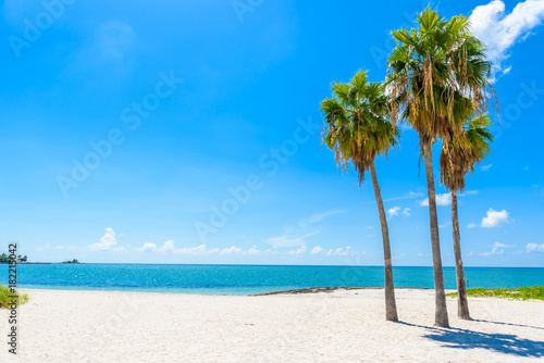 Fototapeta Naklejka Na Ścianę i Meble -  Sombrero Beach with palm trees on the Florida Keys, Marathon, Florida, USA. Tropical and paradise destination for vacation.