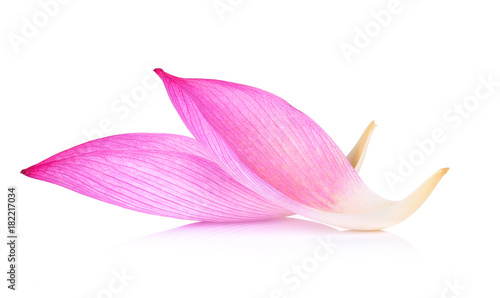 Closeup on lotus petal on white background photo