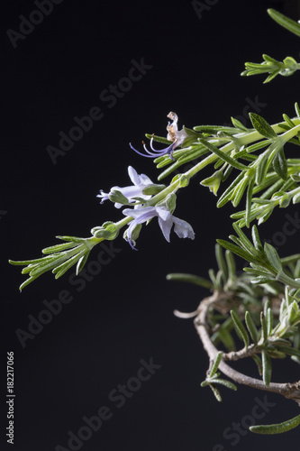 Wallpaper Mural Trailing Flowering Rosemary Closeup on Black Background Torontodigital.ca
