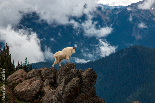 Wild goat in mountainous wilderness