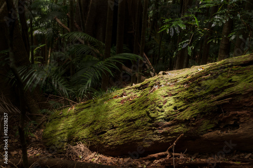 mossy log in rainforest