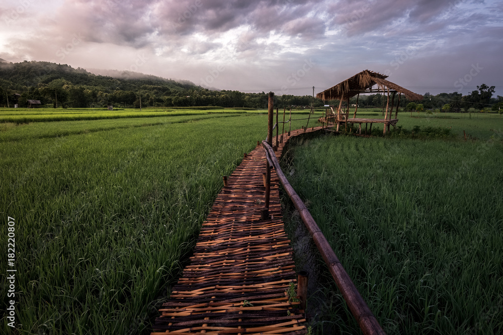 Green rice field in Nan province, Thailand Green rice field in Nan province, Thailand