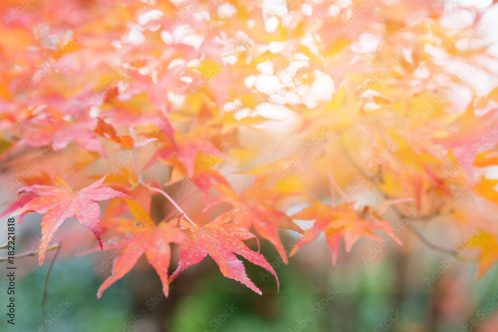 Fototapeta premium Autumn maple leaf with blurred natural background