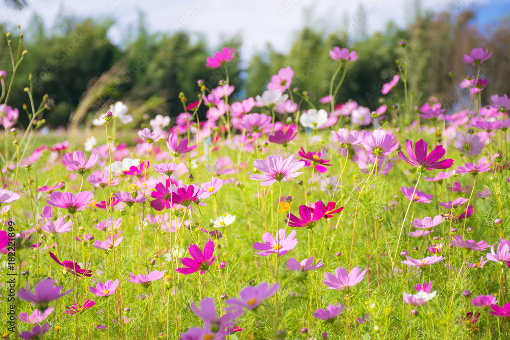 Cosmos flower natural field a lot of flowers Cosmos flower natural field a lot of flowers