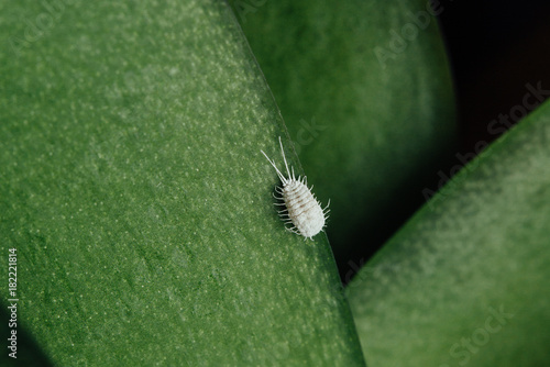 Mealybug on an orchid leaf