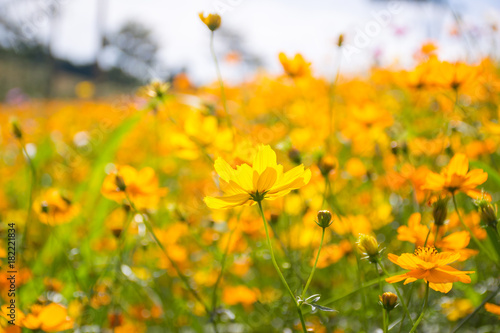 Cosmos flower natural field a lot of flowers © sompong_tom