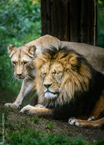 Pair Barbery lion