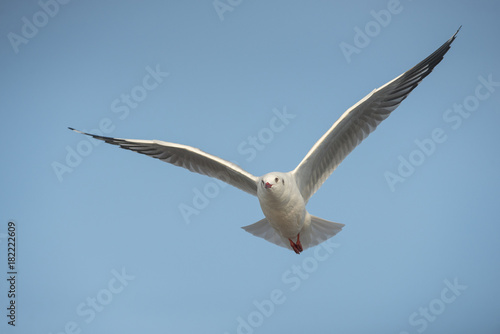 Seagulls flying in the blue sky.(Brown-headed Gull)