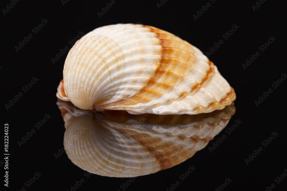 Sea shell of bivalvia isolated on black background, reflection. Sea shell of bivalvia isolated on black background, reflection.