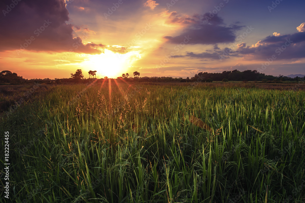 Paddy field in thailand at sunset Paddy field in thailand at sunset