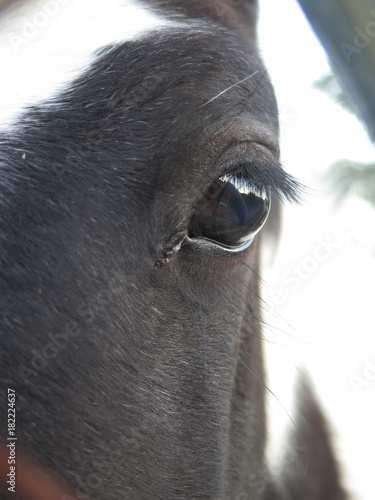 Reflection in horse eye