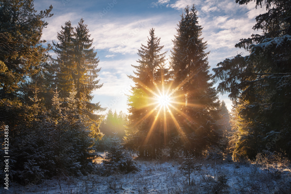 sun shines through the trees in winter forest