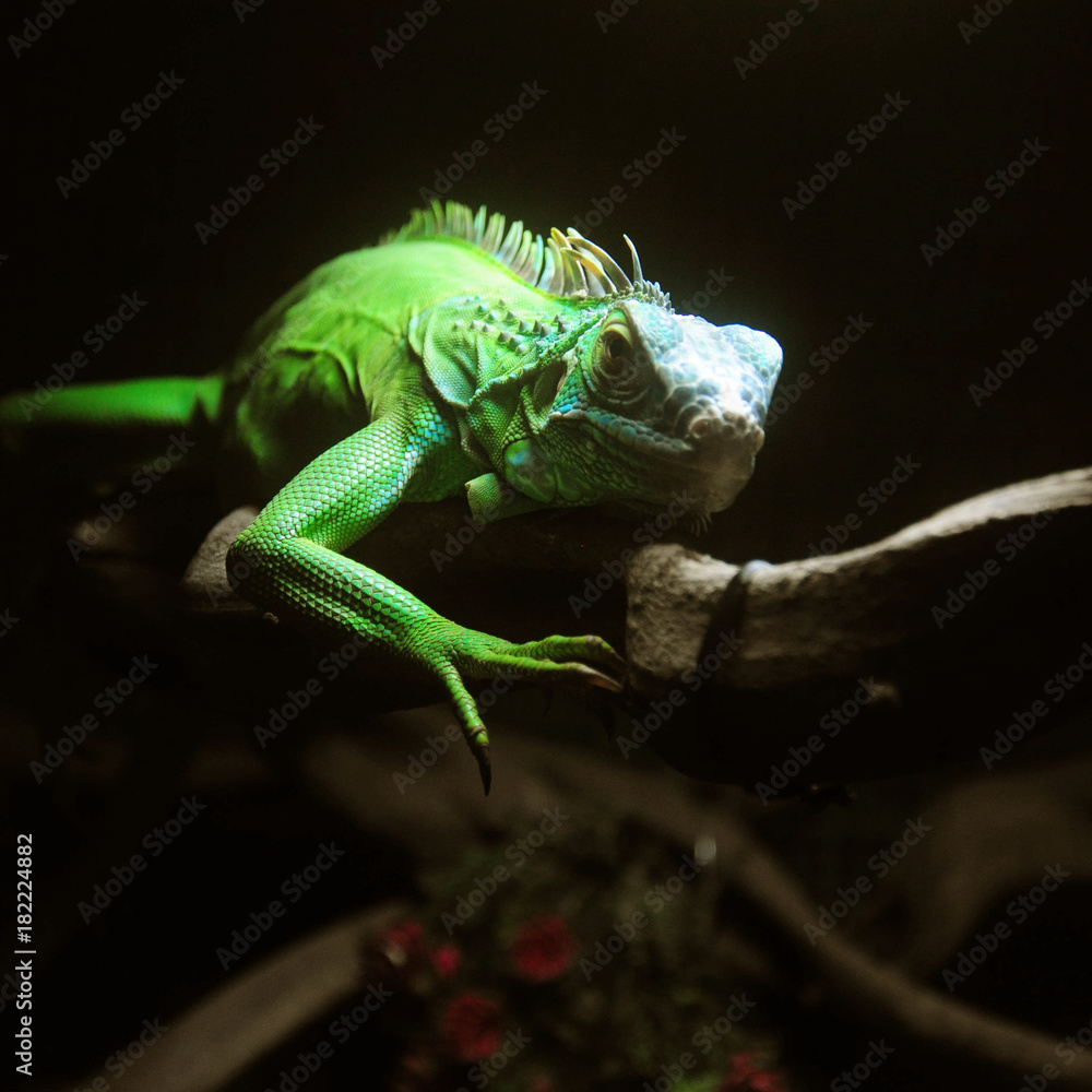Fototapeta premium Close up to lizard on branch on black background