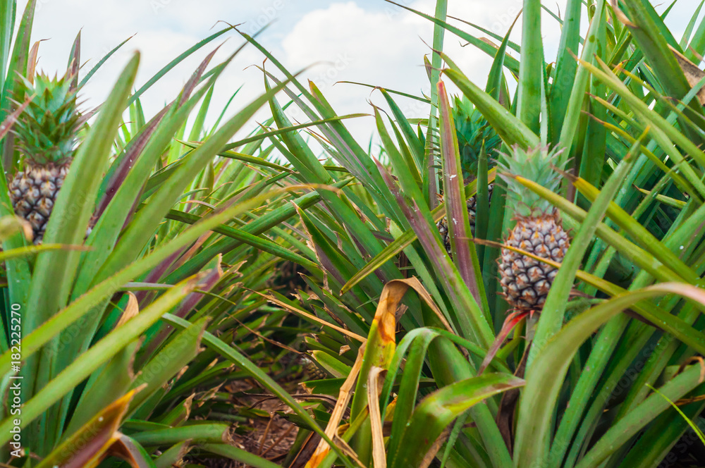 Close up to Pineapple fruit between leaves in Farm of Countryside Thailand Close up to Pineapple fruit between leaves in Farm of Countryside Thailand
