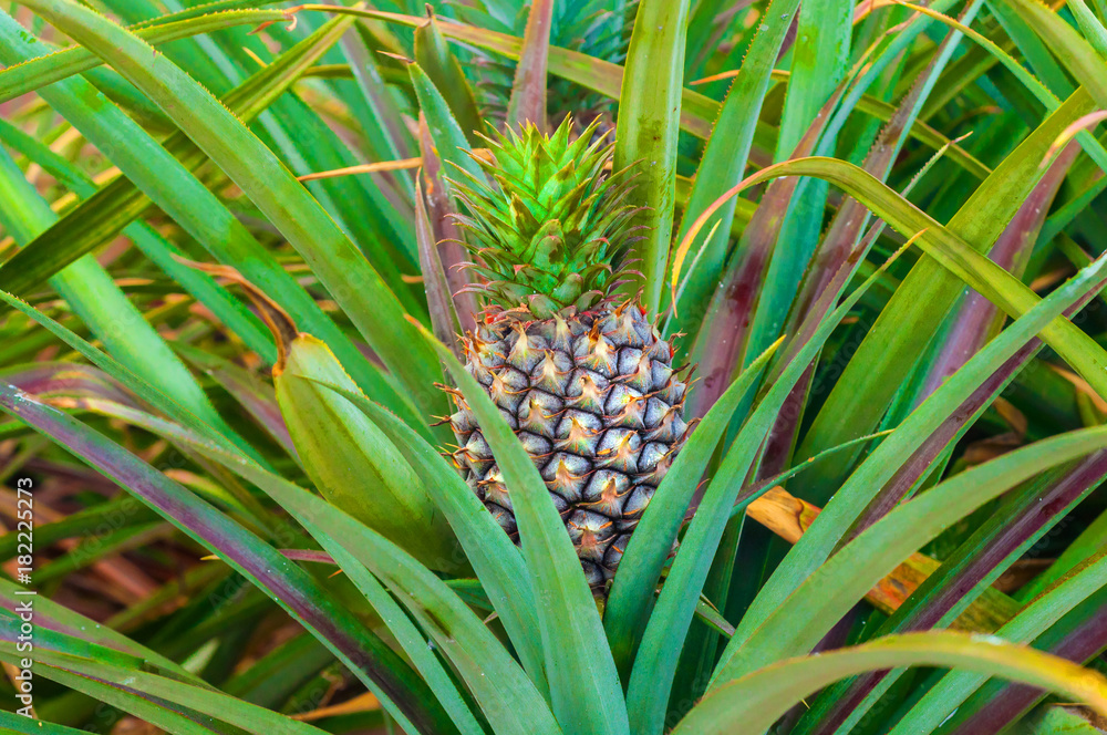 Close up to Pineapple fruit between leaves in Farm of Countryside Thailand Close up to Pineapple fruit between leaves in Farm of Countryside Thailand