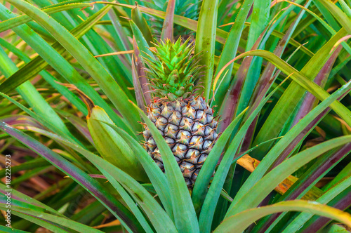 Close up to Pineapple fruit between leaves in Farm of Countryside Thailand