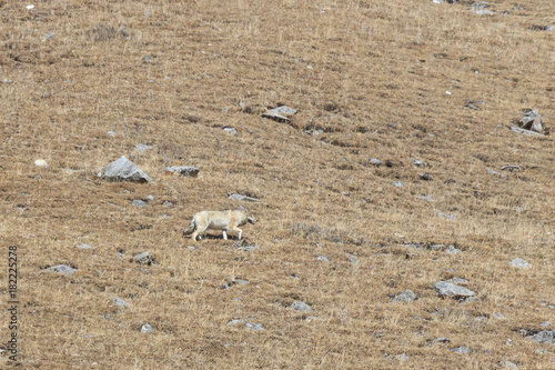 Tibetan Wolf (Canis lupus chanco) walking on a mountain side in SiChuan
