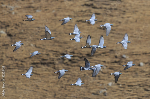 Snow Pigeons (Columba leuconota) flying in SiChuan, China