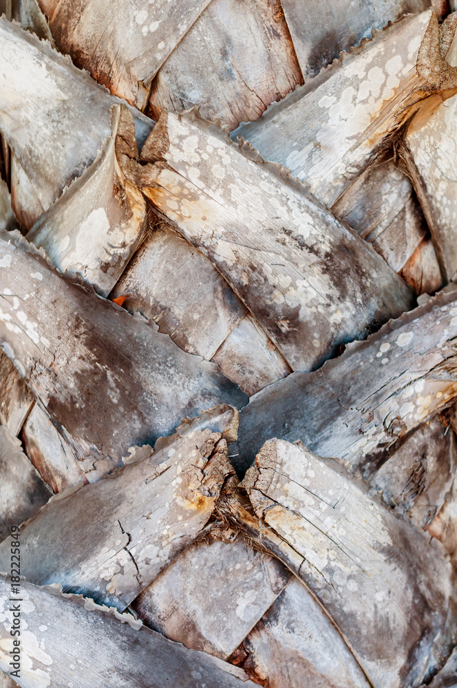Close up to palm tree bark texture background
