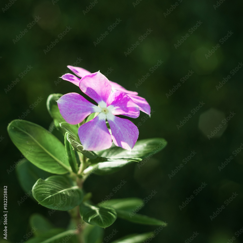 Violet flower on green background with bokeh effect Violet flower on green background with bokeh effect