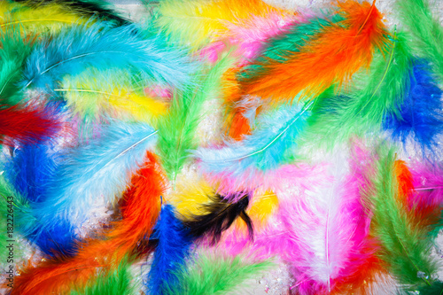 collection pen feathers birds isolated background